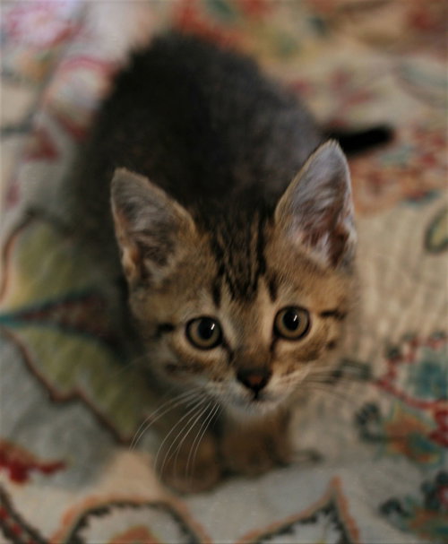 Photo 5 of Chowder