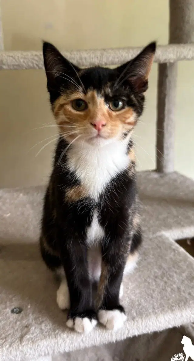 April May - Domestic Short Hair