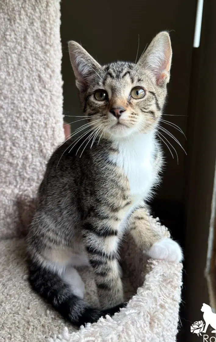 Birch - Domestic Short Hair