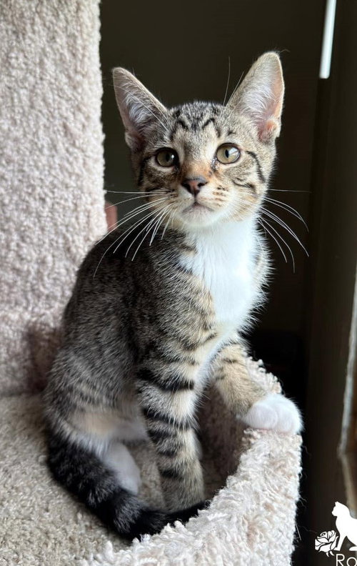 picture of the cat needing adoption