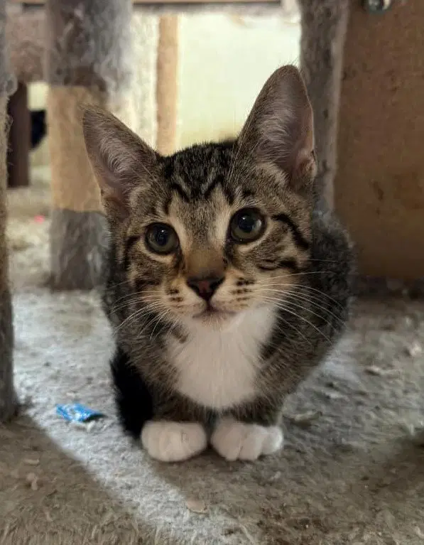 Birch image 4