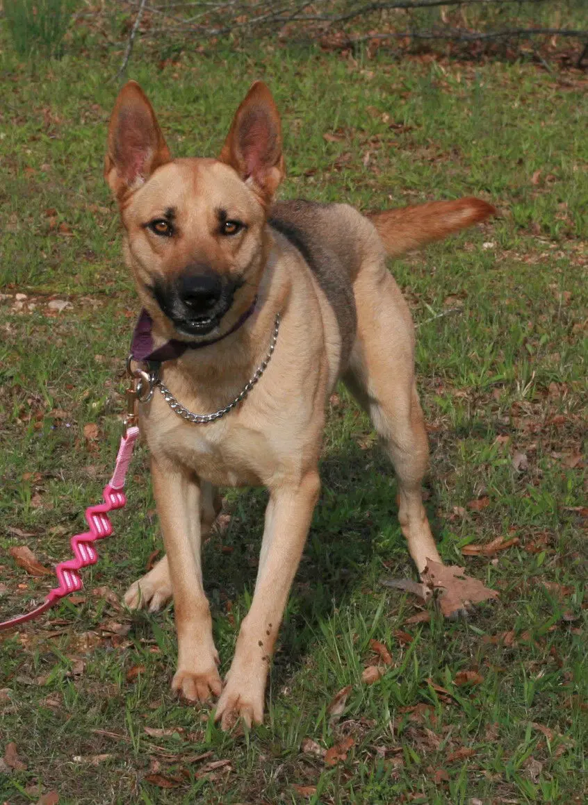 Blondie - Belgian Shepherd Malinois