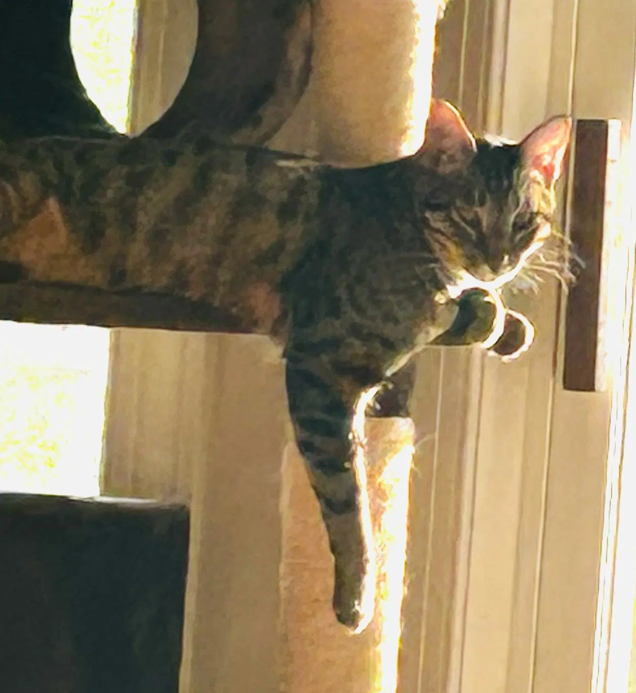 Ciaran - Domestic Short Hair