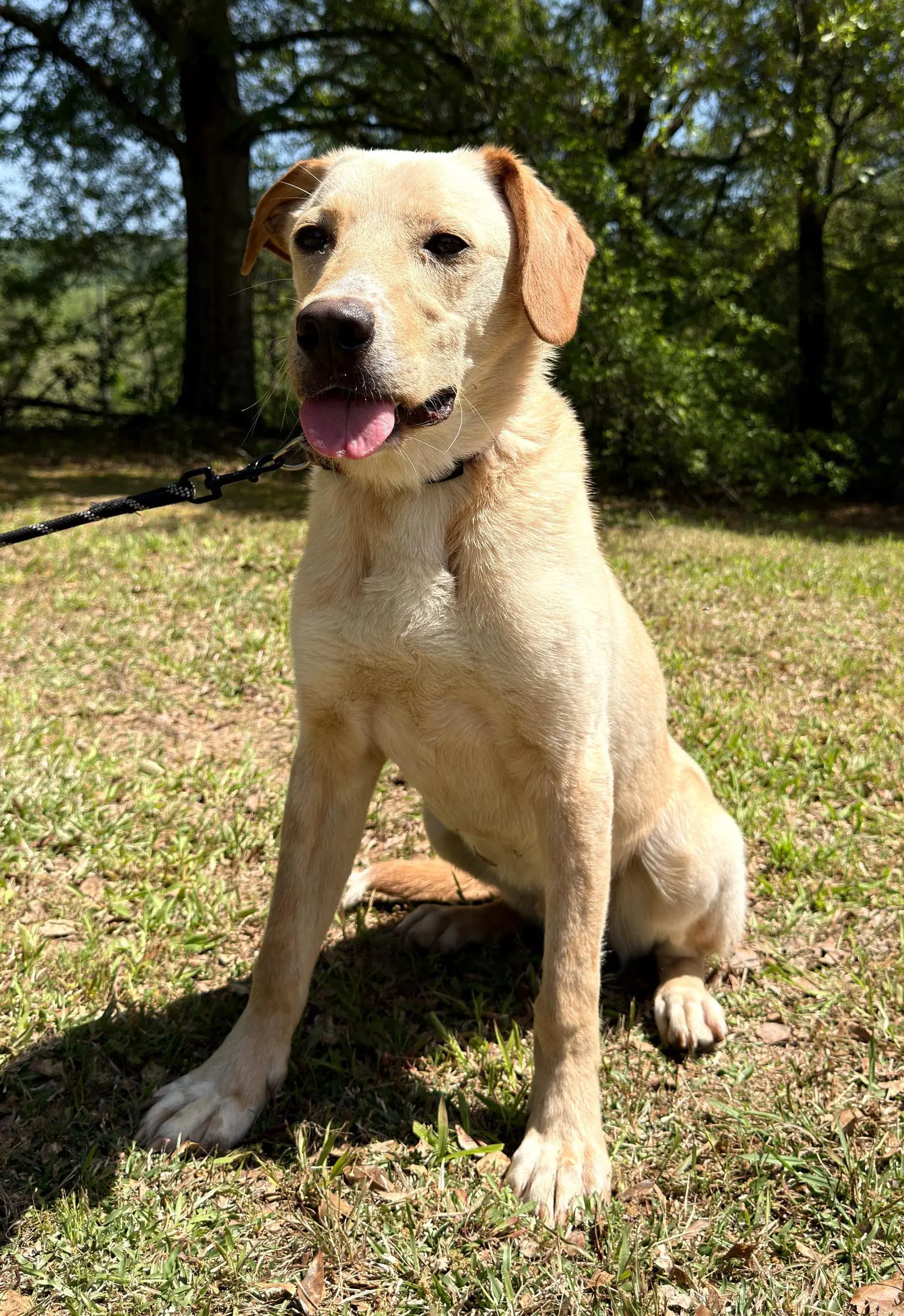 Coosa - Labrador Retriever