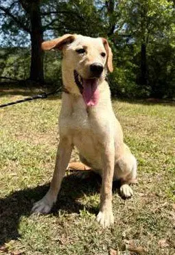 Coosa image 2