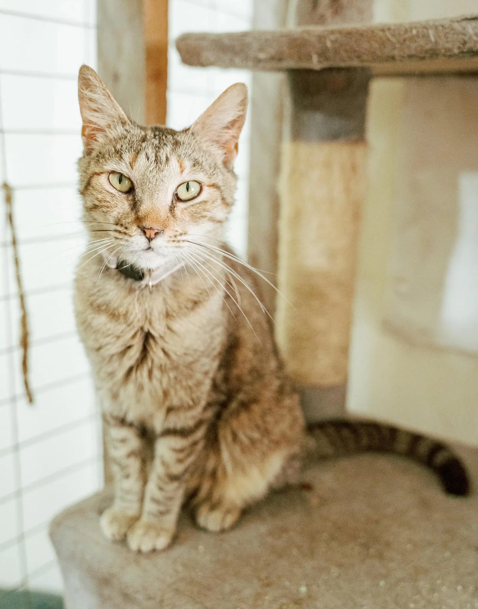 Estella - Domestic Short Hair