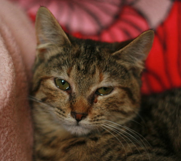 Estella