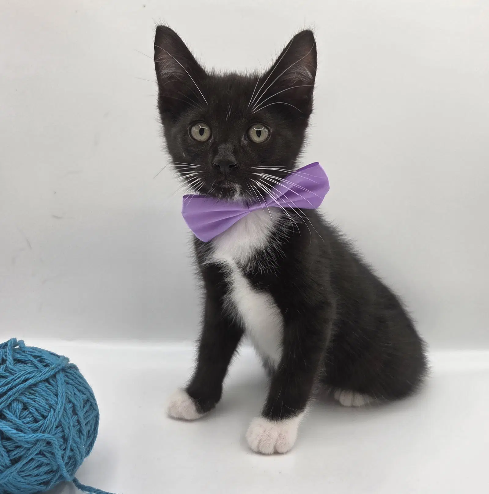 Jelly - Domestic Short Hair