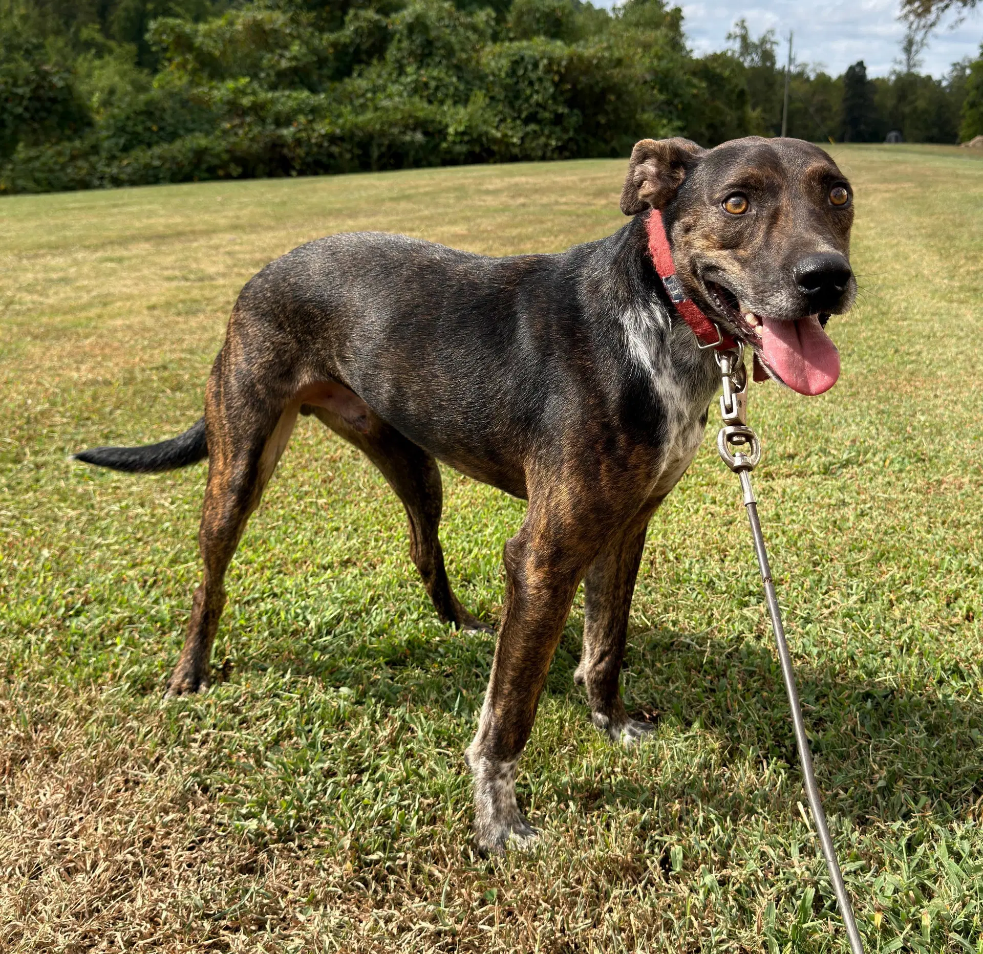 John Boy - Mountain Cur