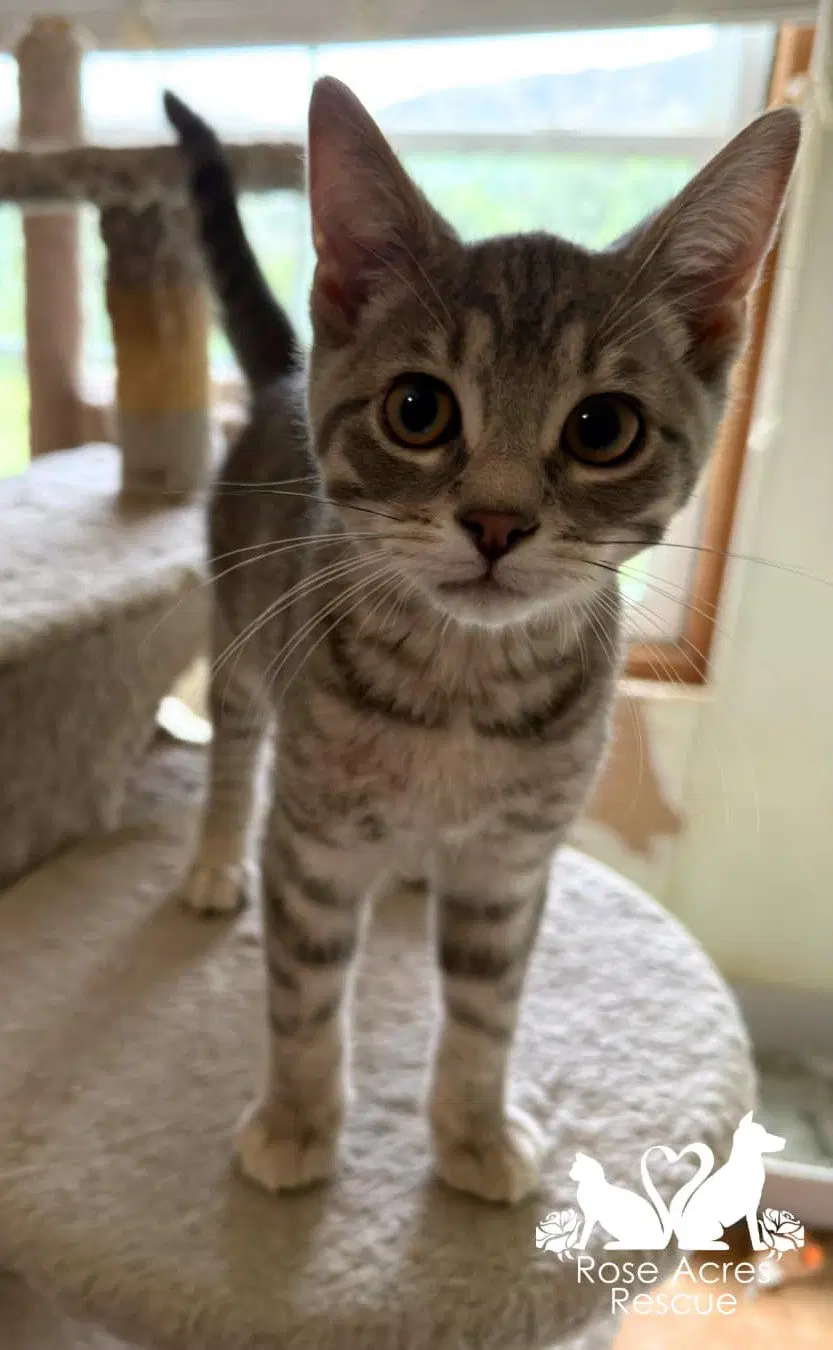 March - Domestic Short Hair