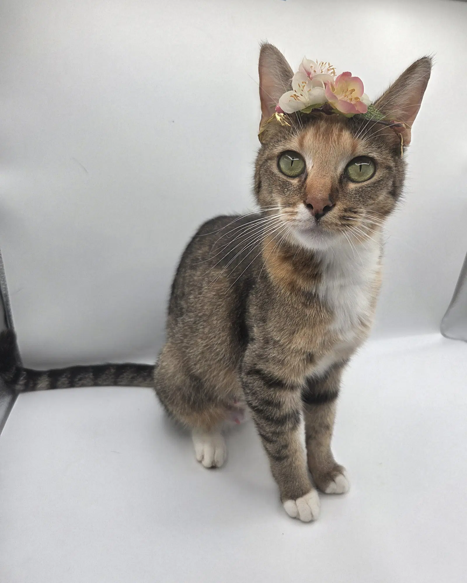 Lola May - Domestic Short Hair