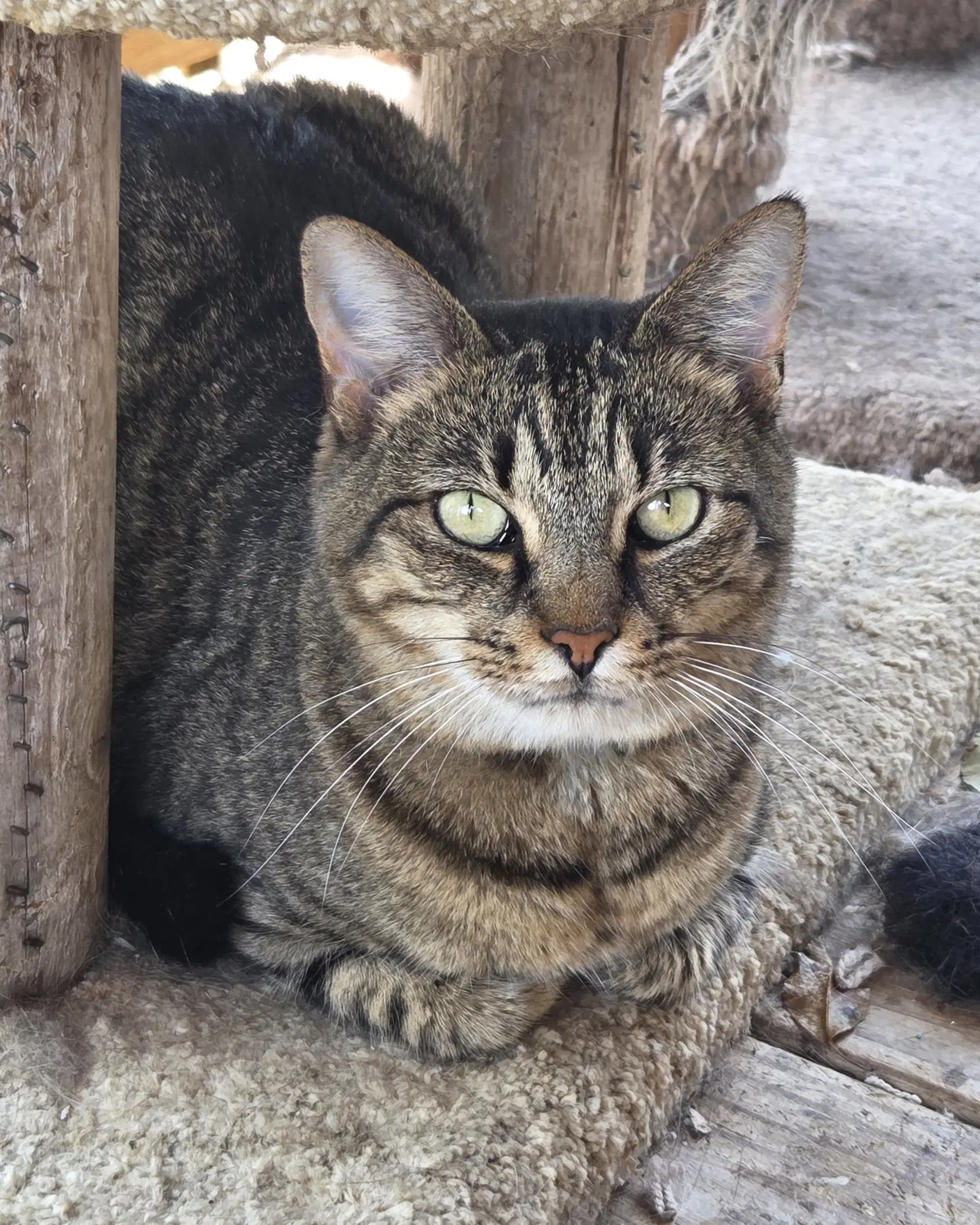 Spicy Really A Sweety - Domestic Short Hair