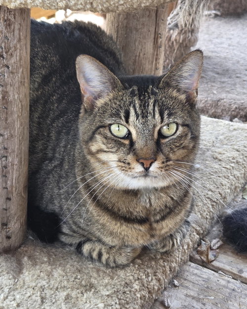 picture of the cat needing adoption