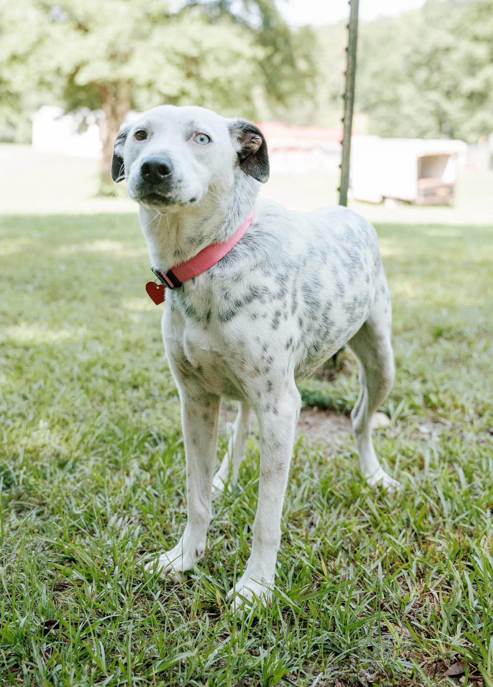 Liana - Dalmatian