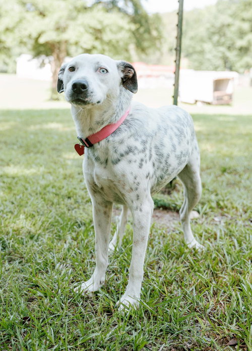 Liana, a dog for adoption from Rose Acres Rescue