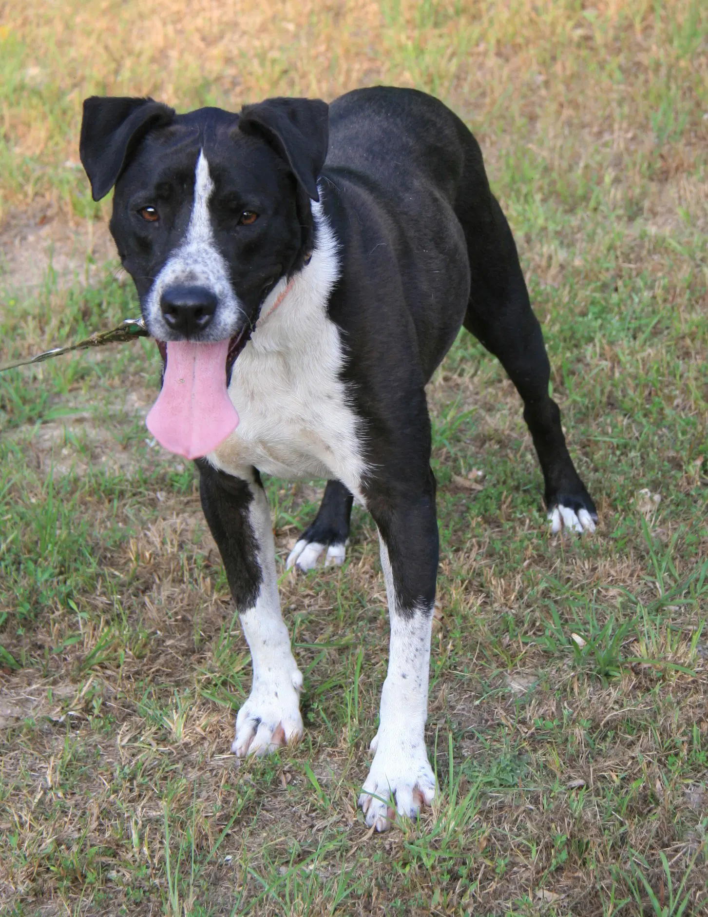 Oliver image 2