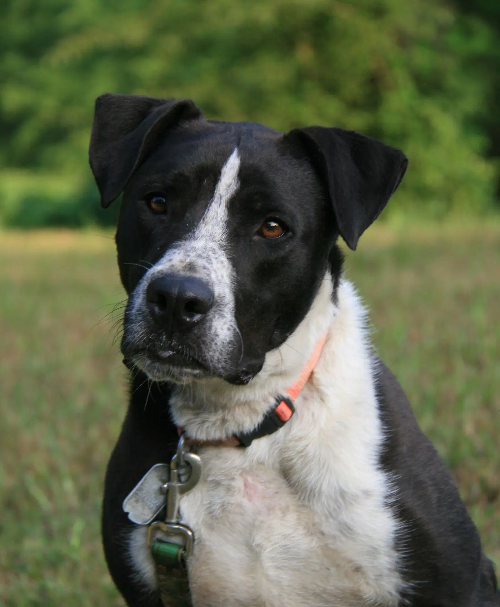 Oliver image 3