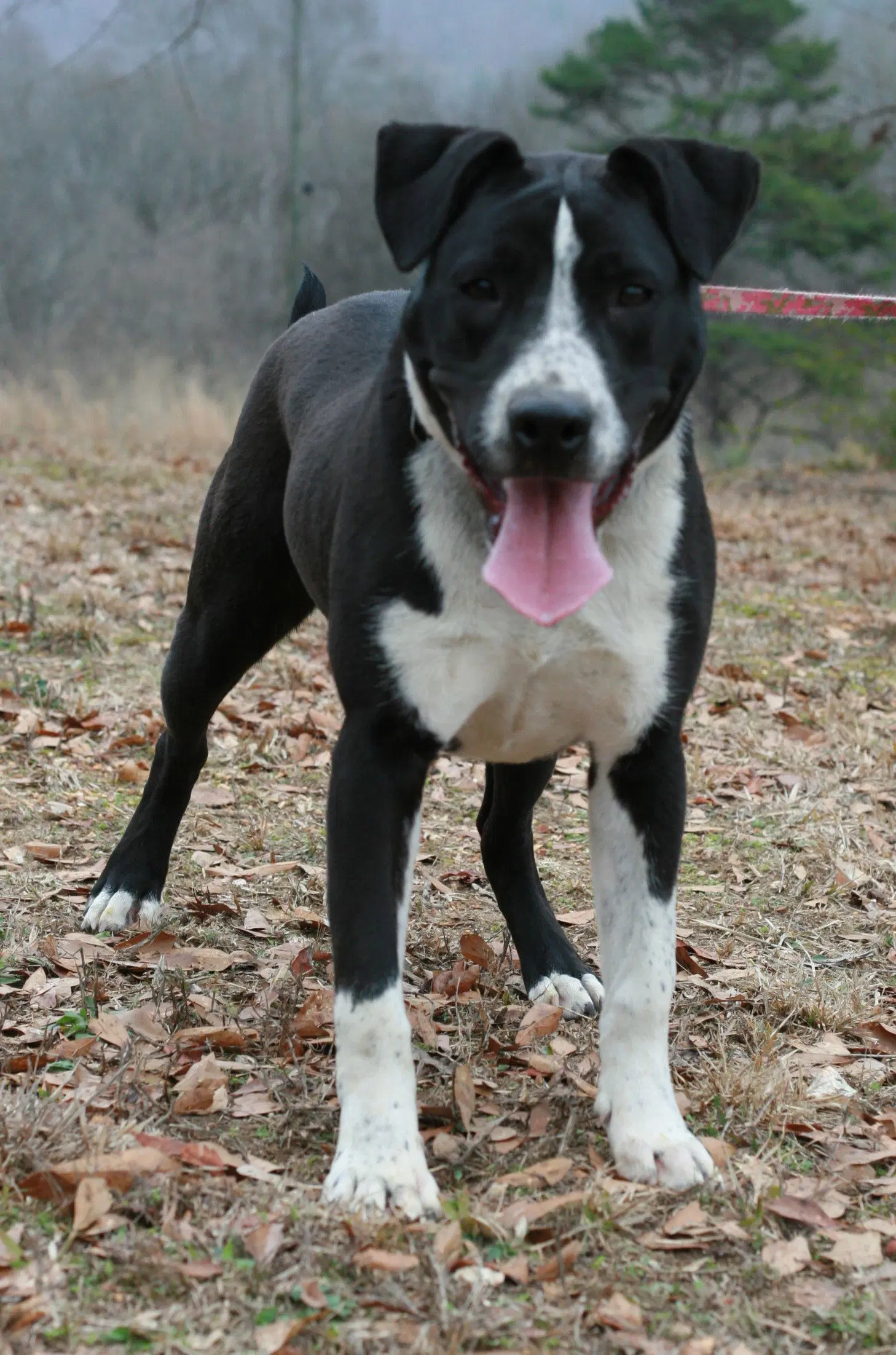 Oliver image 4