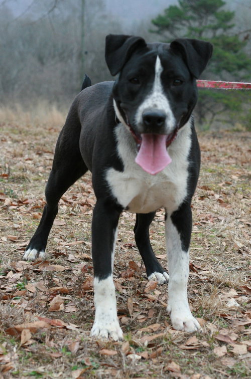 Oliver, photo 4