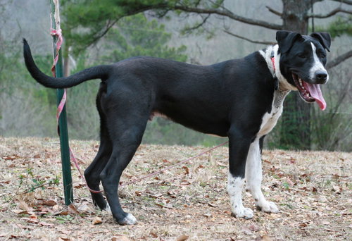 Oliver, photo 6