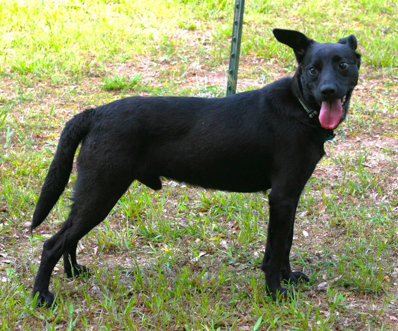 Onxy image 3