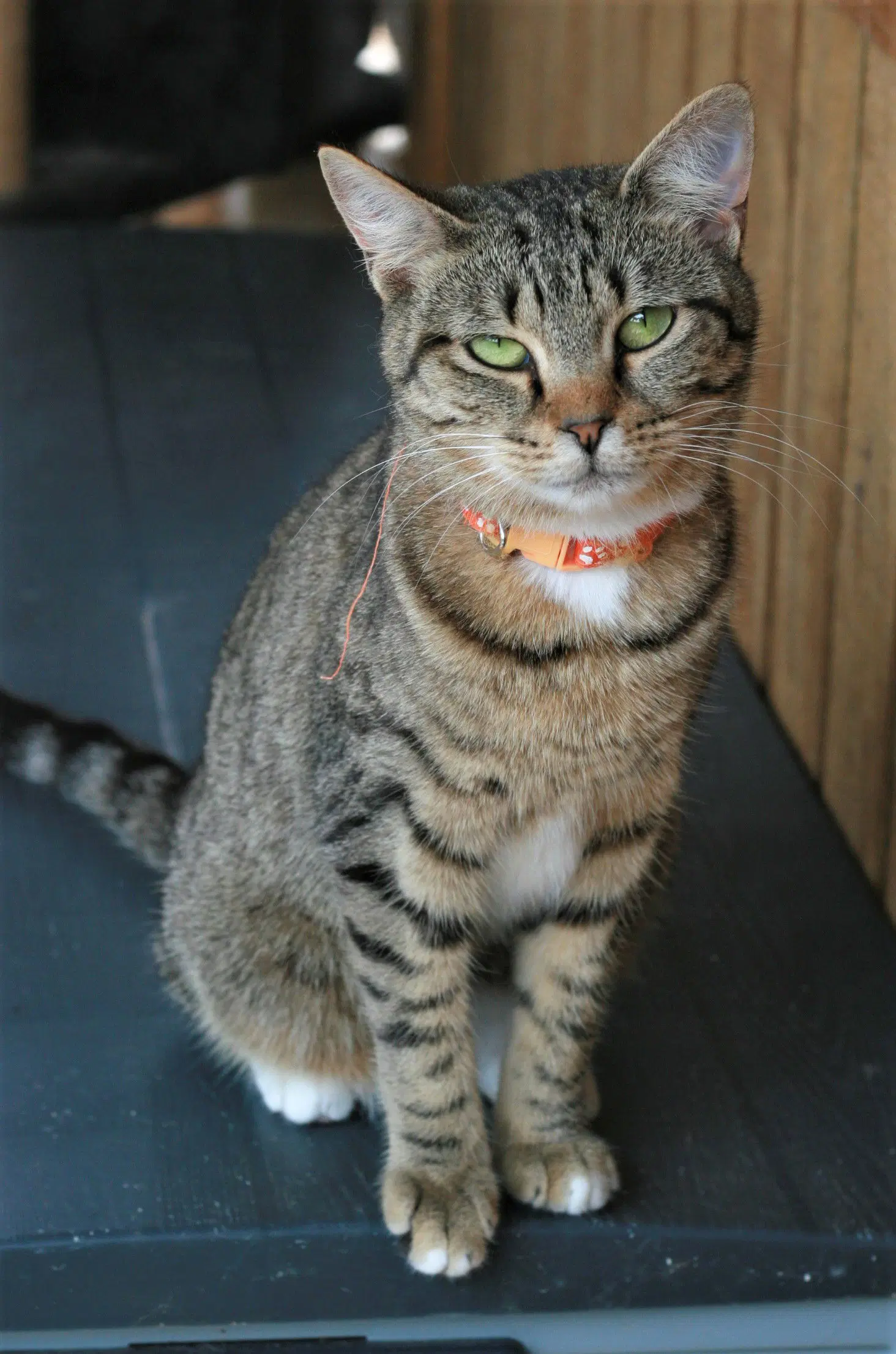 Stevella - Domestic Short Hair