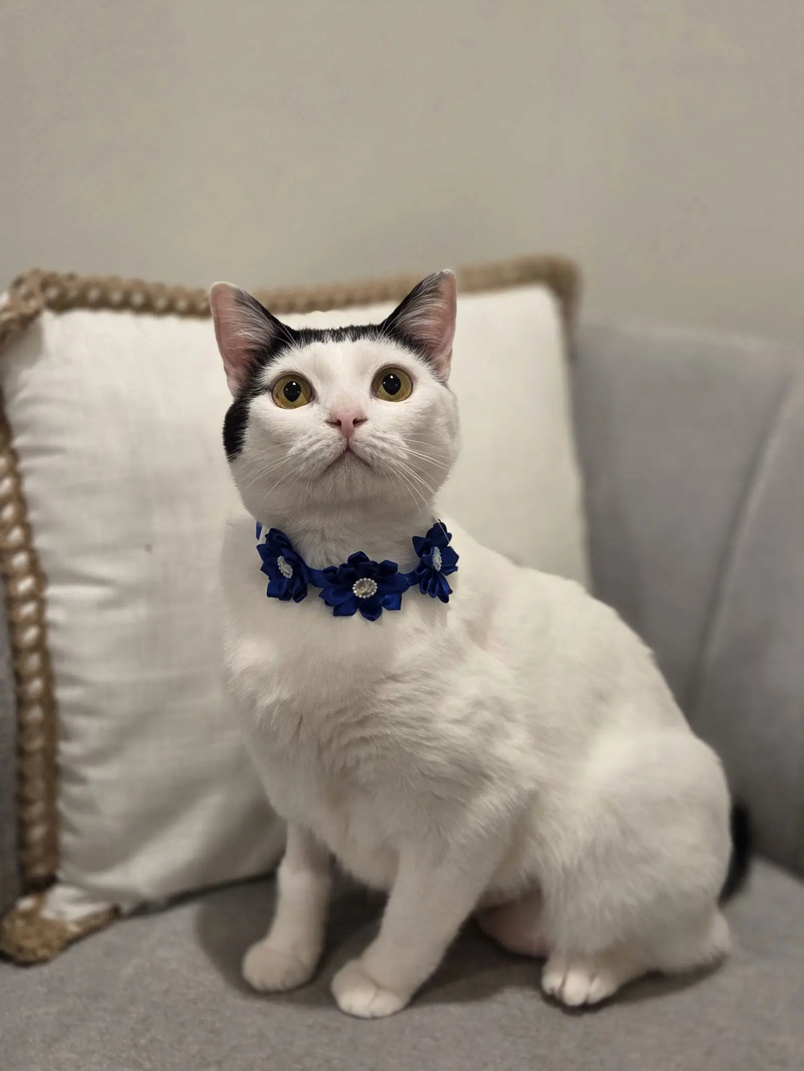 Barbara - Domestic Short Hair