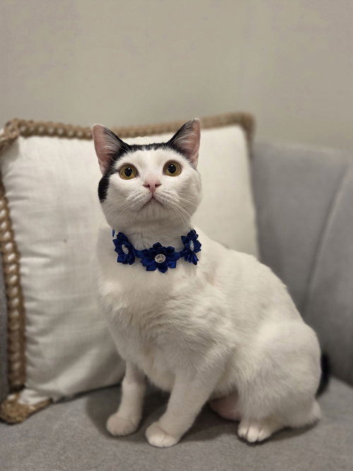 picture of the cat needing adoption