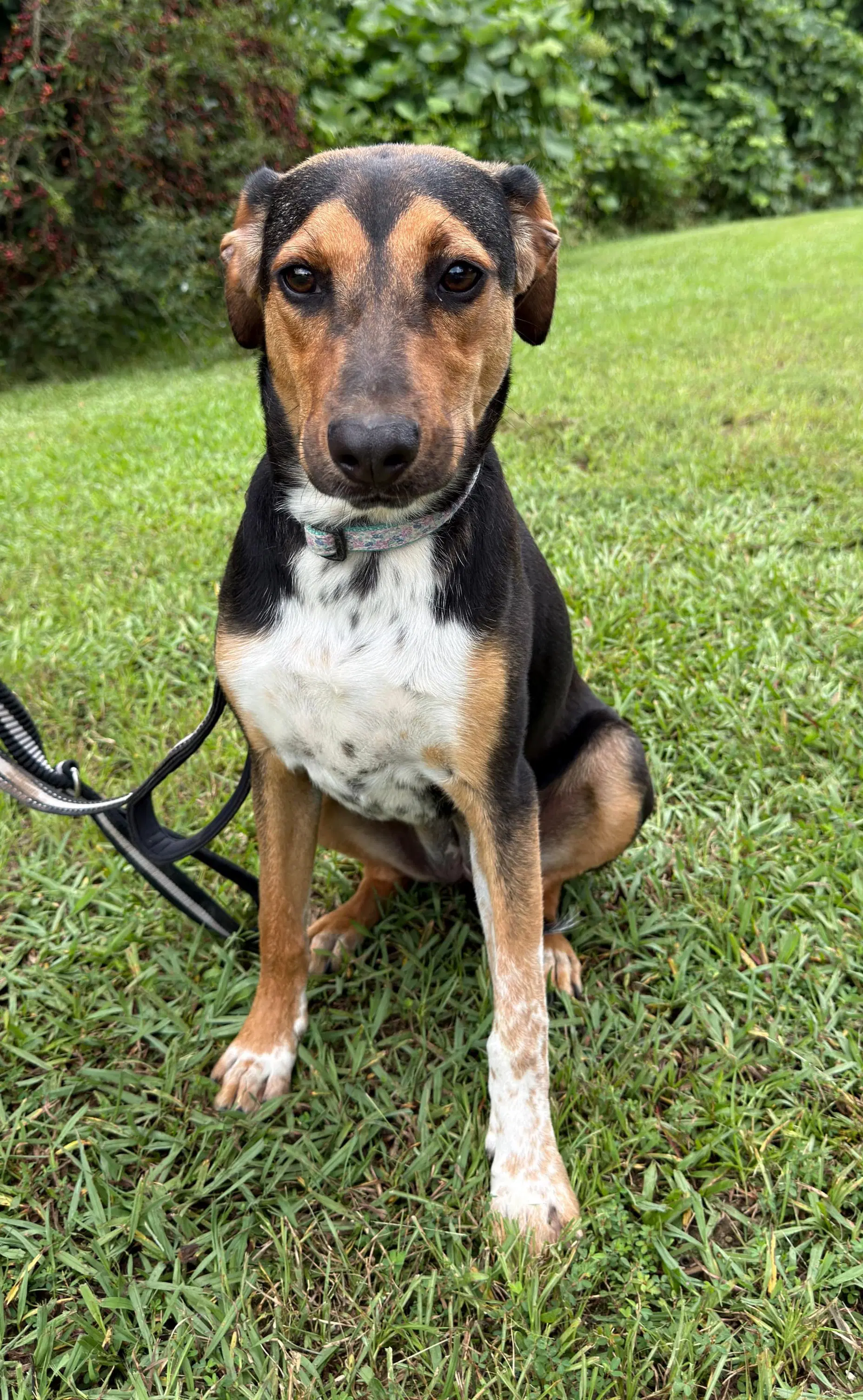 Ruby - Beagle