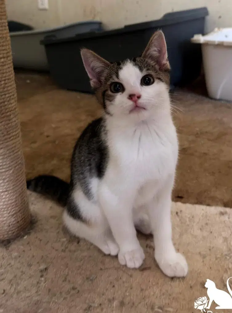 Robin - Domestic Short Hair
