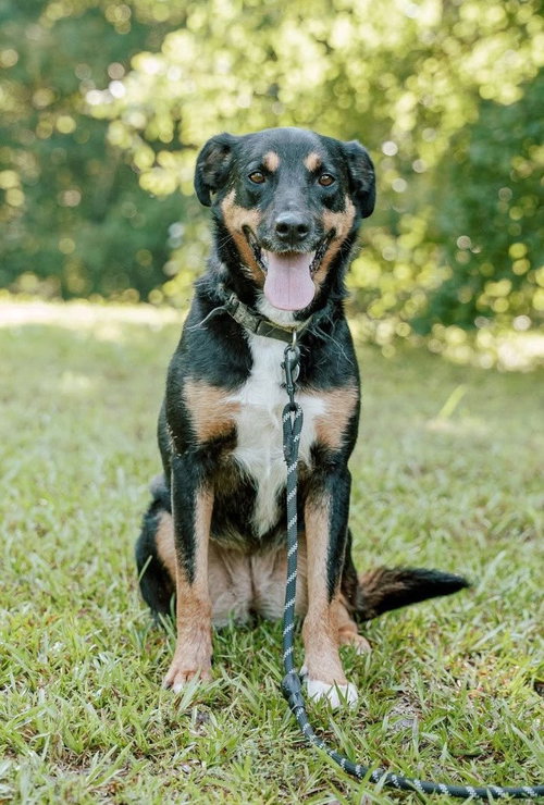 Bubbles, a dog for adoption from Rose Acres Rescue