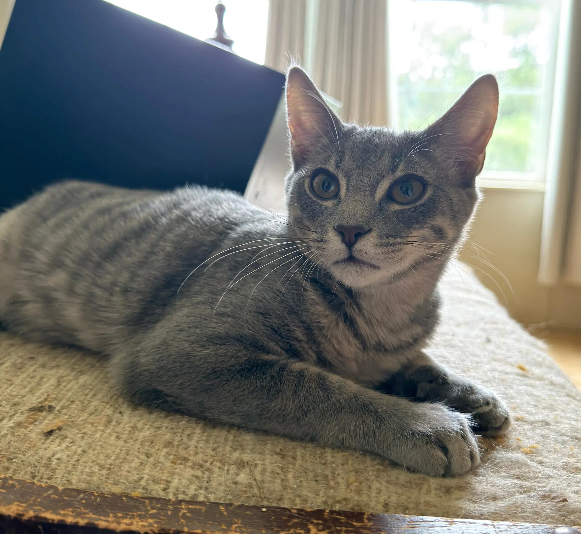 World - Domestic Short Hair
