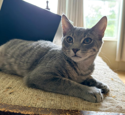 picture of the cat needing adoption