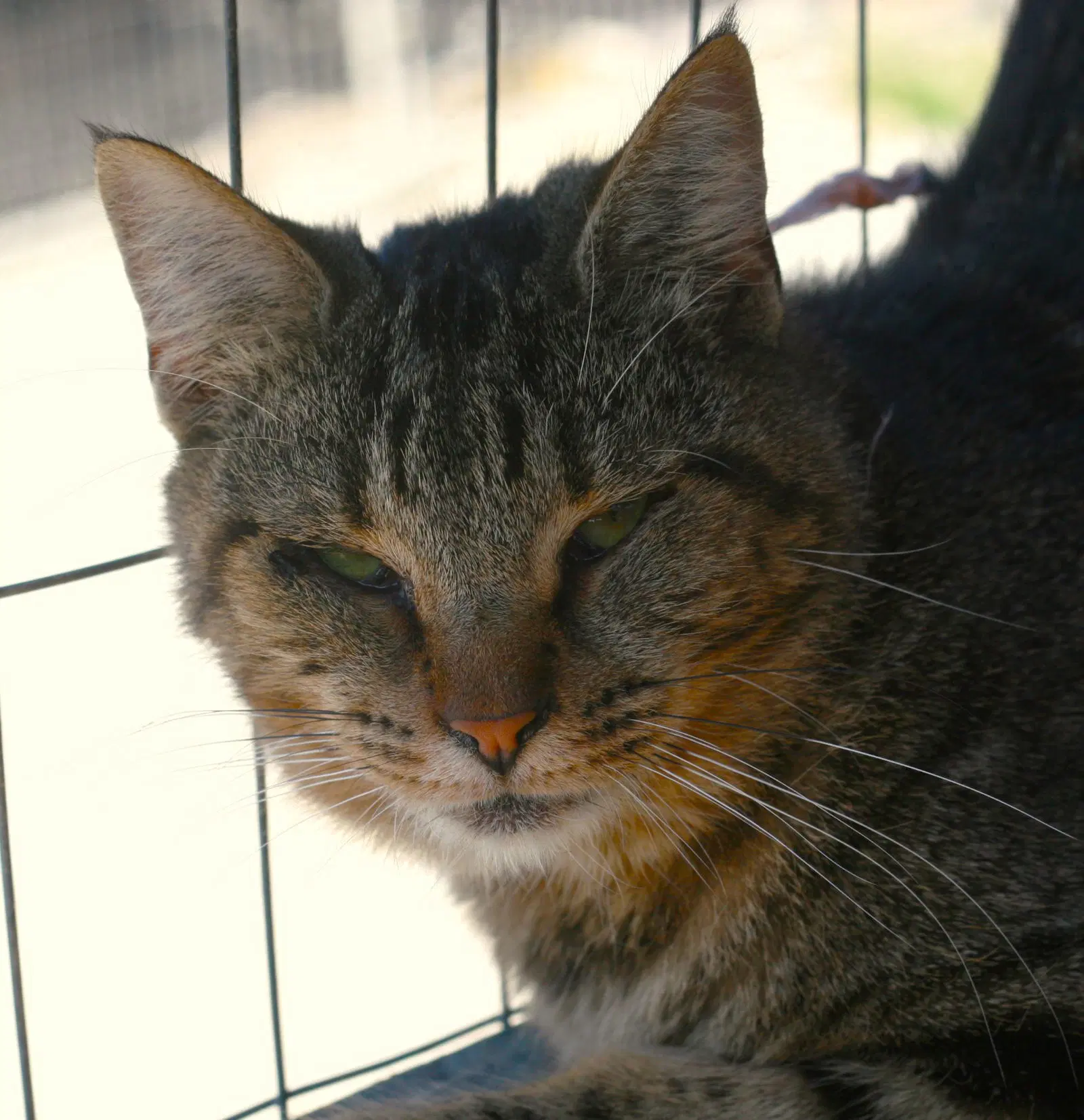 Peppa - Domestic Medium Hair