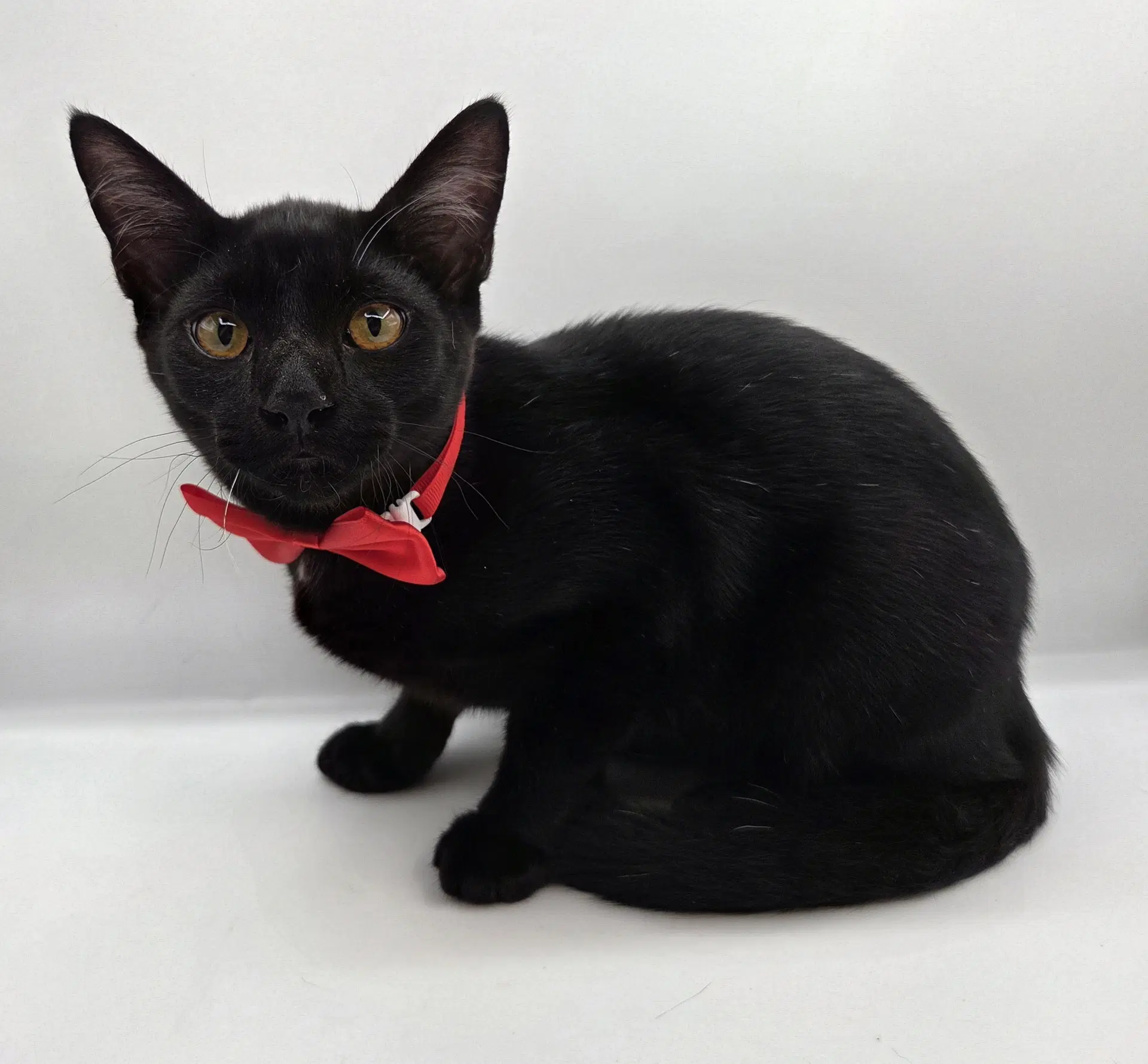 Pepper - Domestic Short Hair