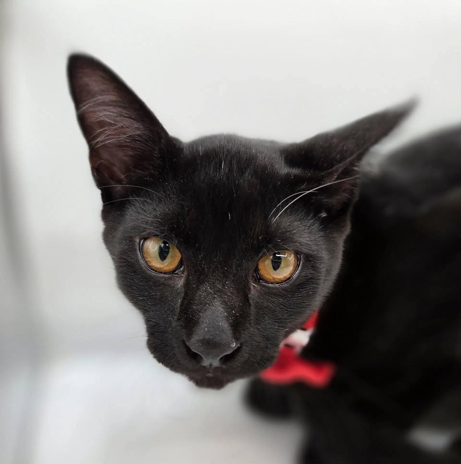 Pepper image 2