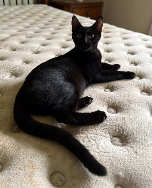 picture of the cat needing adoption