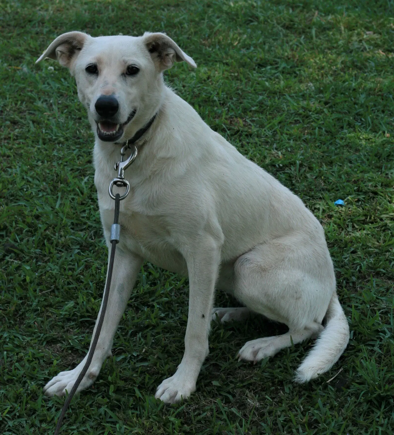 Dolly image 2