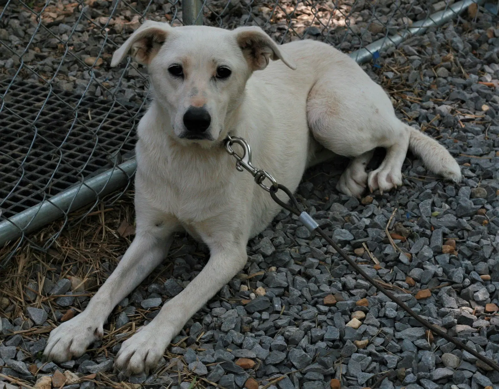 Dolly image 4