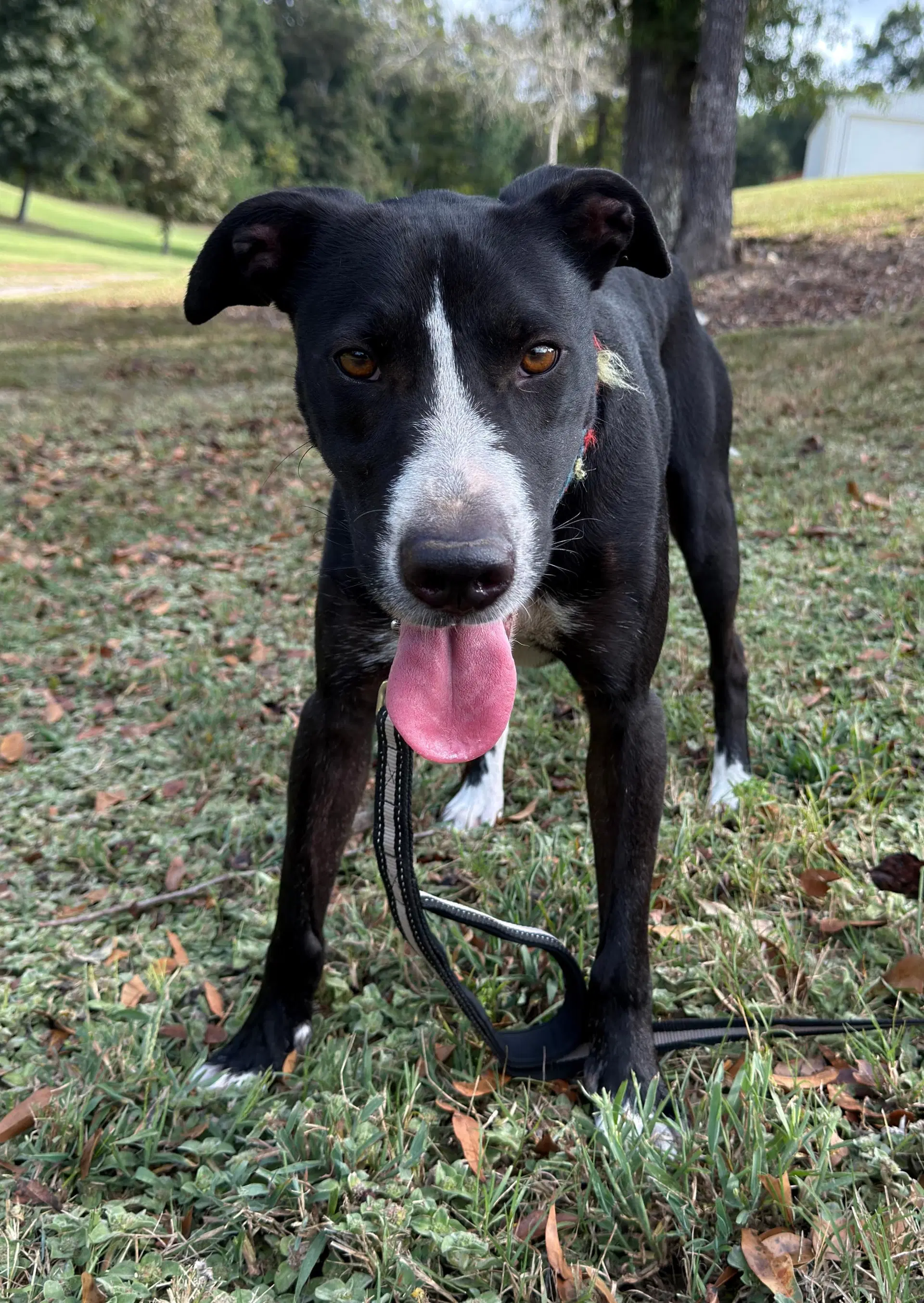 Colton - Labrador Retriever