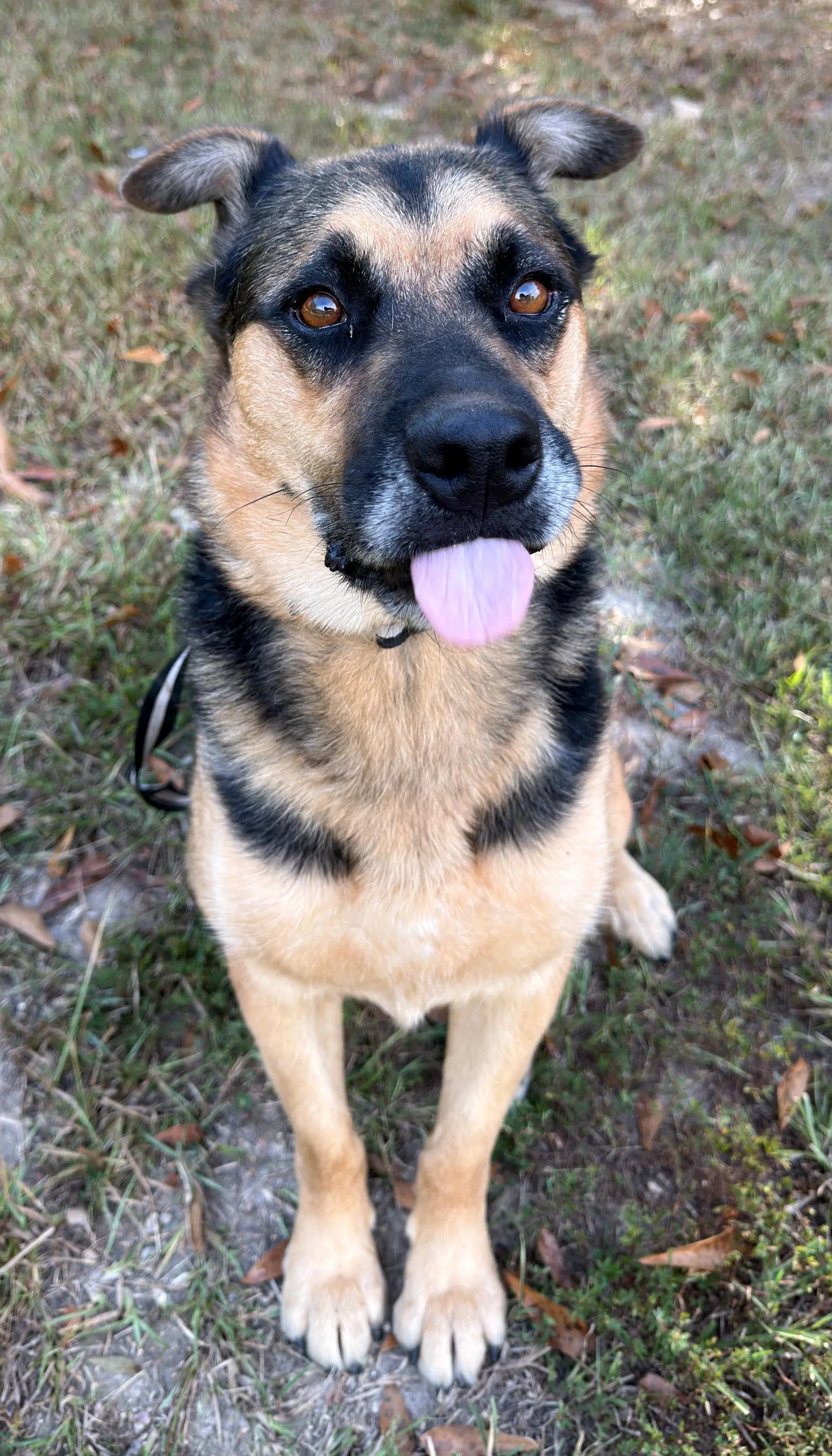 Verity - German Shepherd Dog
