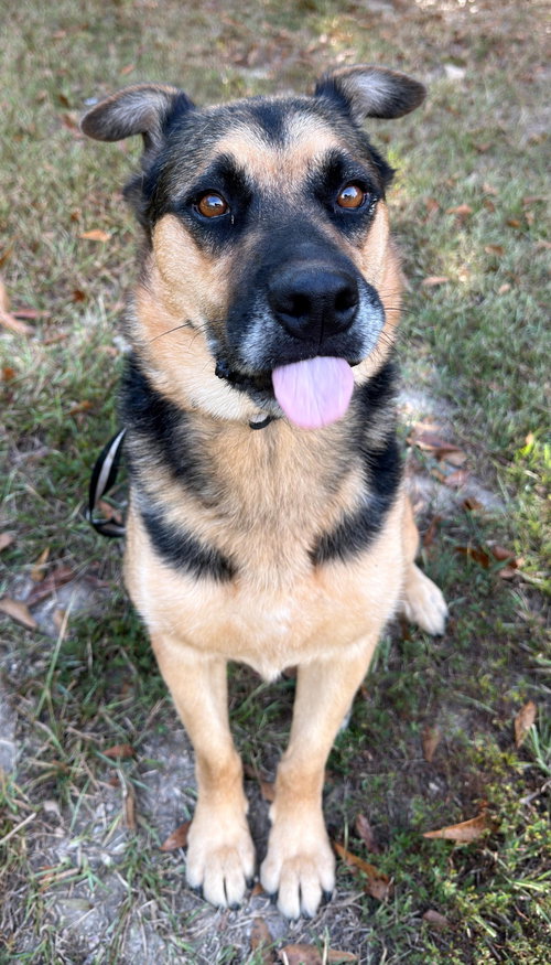 Verity, a dog for adoption from Rose Acres Rescue