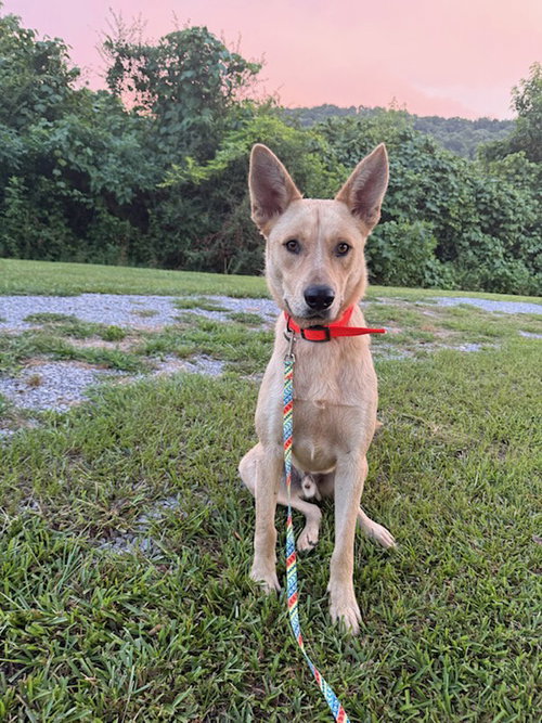 Wylie, a dog for adoption from Rose Acres Rescue