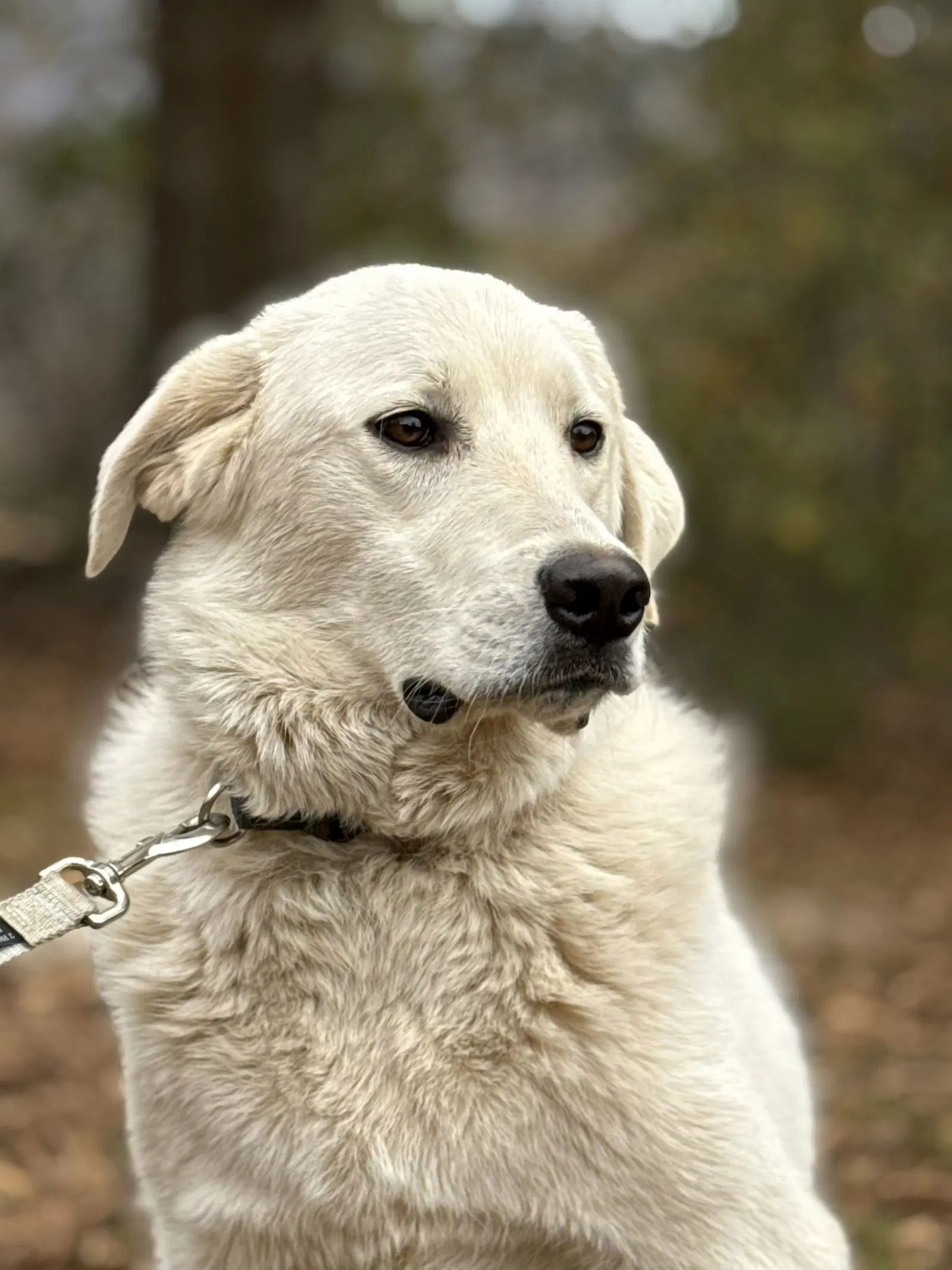 Doug image 2