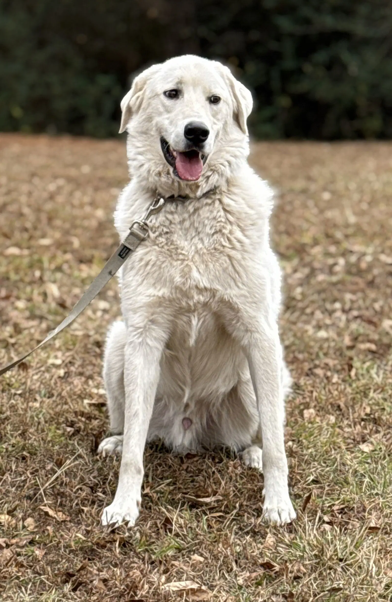 Doug image 3