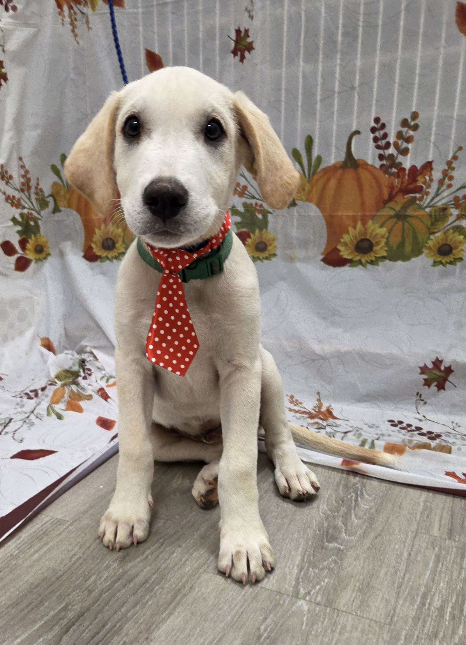 Jinx, Labrador Retriever