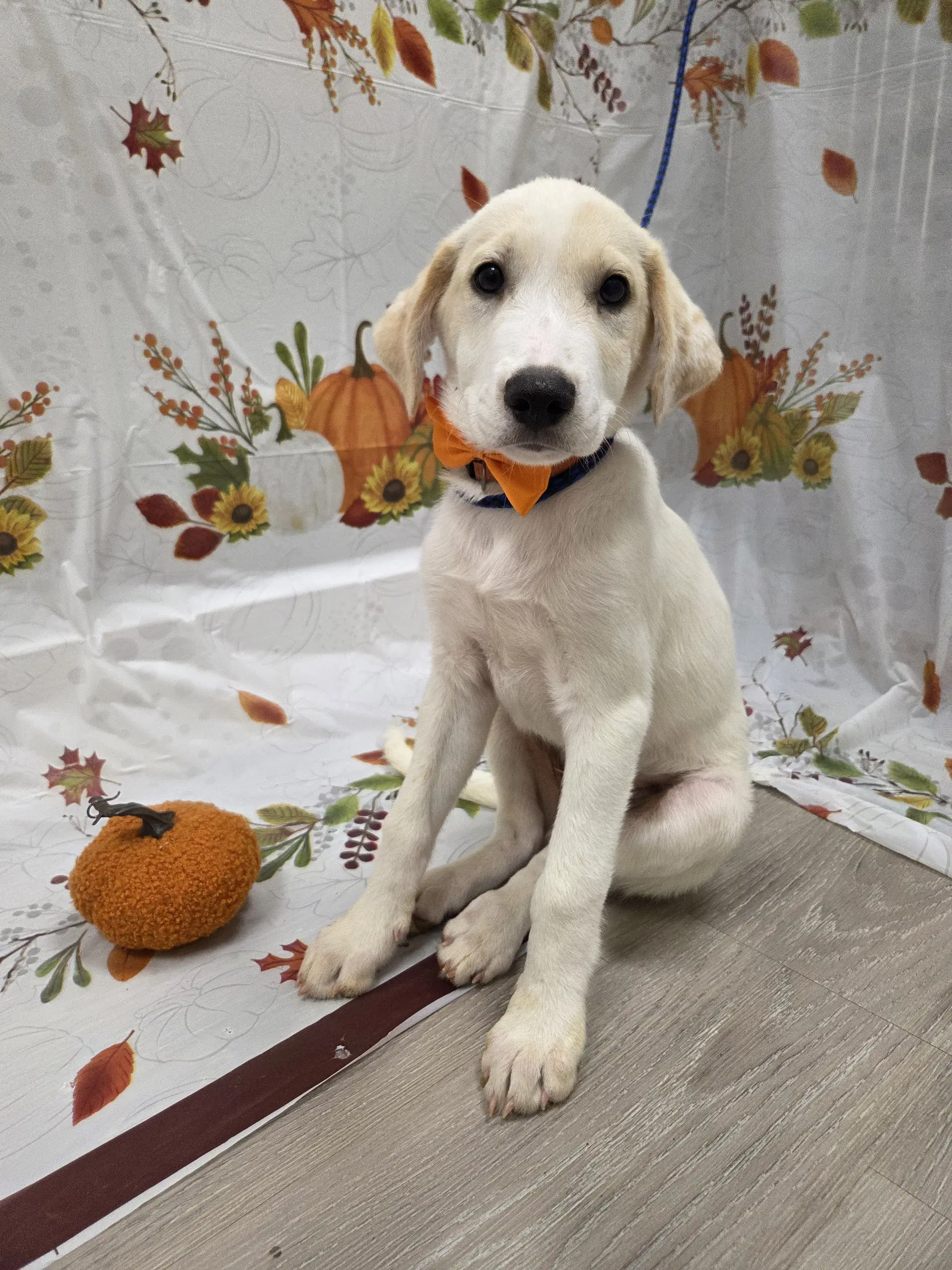 Sunny - Golden Retriever