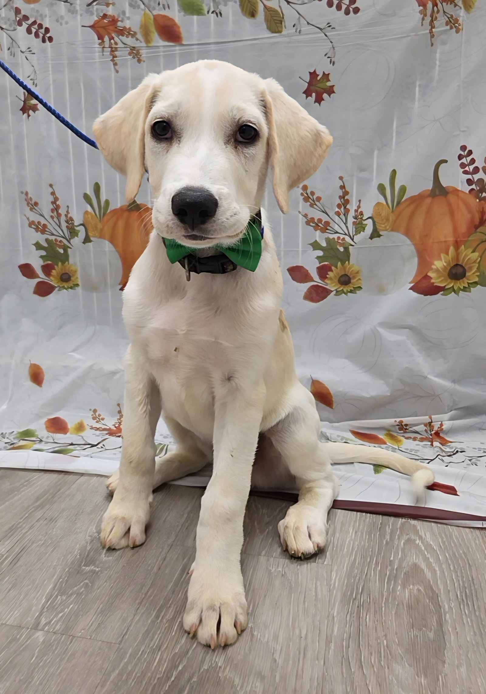 Clover, Golden Retriever