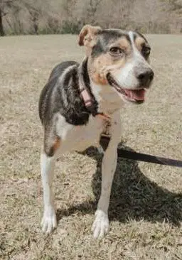 Daisey image 2