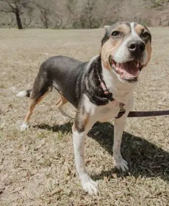 Daisey image 3